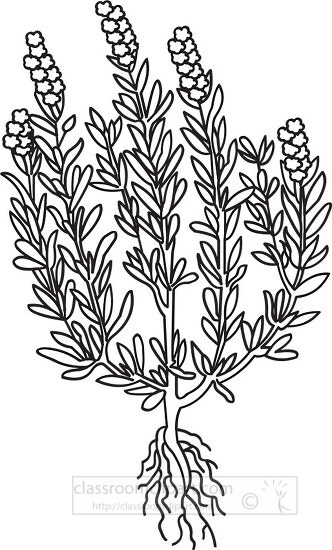 rosemary herb black white outline clipart