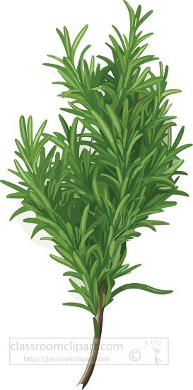 rosemary herb on white background