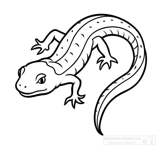 salamander in an outlined drawing