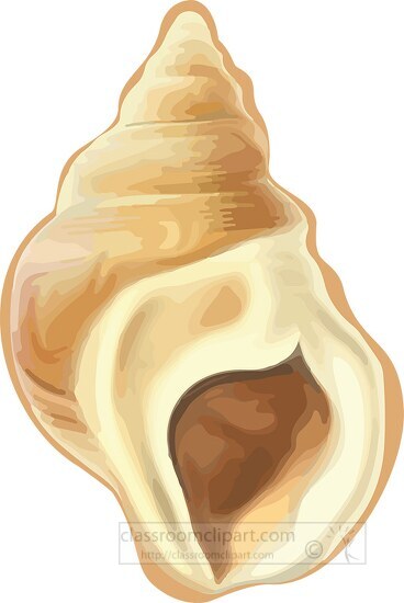 sea shell brown yellow clipart illustration