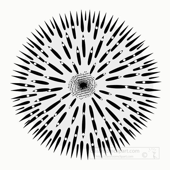 sea urchin black white outline clip art
