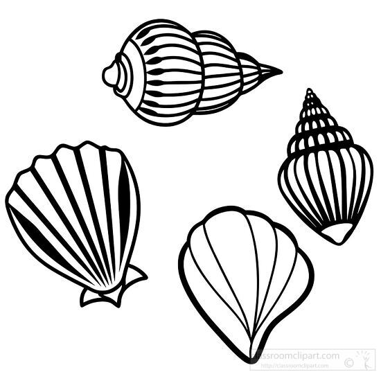 set of four line drawn seashells including two spiral shells and