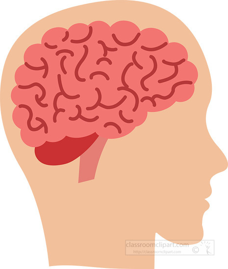 side view of head with brain human anatomy clipart