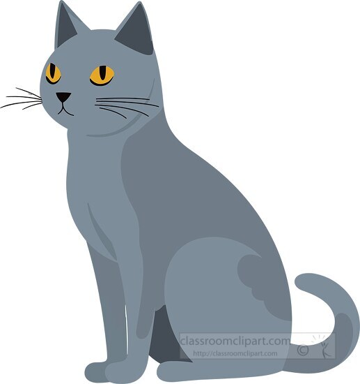 silver tipped blue gray korat cat