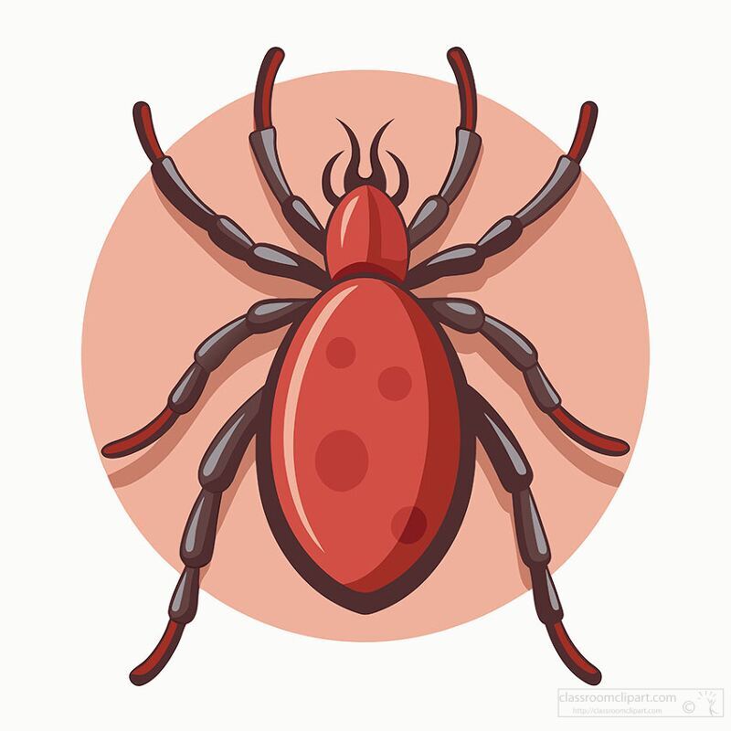 simple tick illustration emphasizing its rounded body and spindly legs