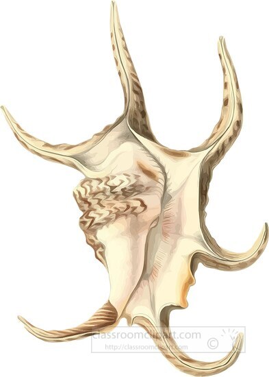 spider conch seashell clipart illustration