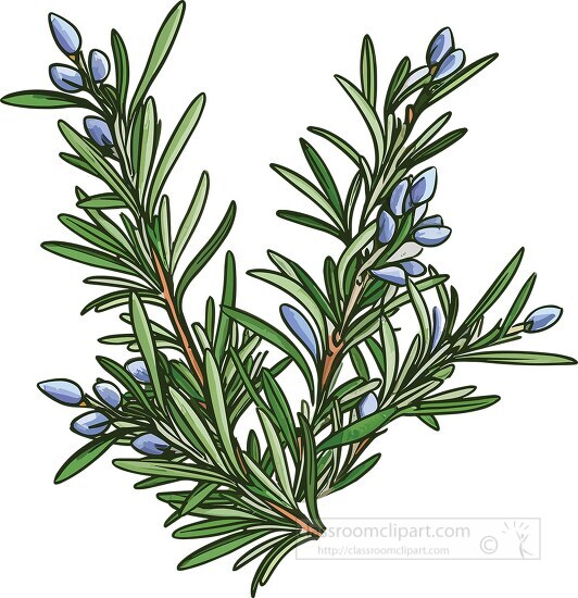 sprig of rosemary with blue flowers