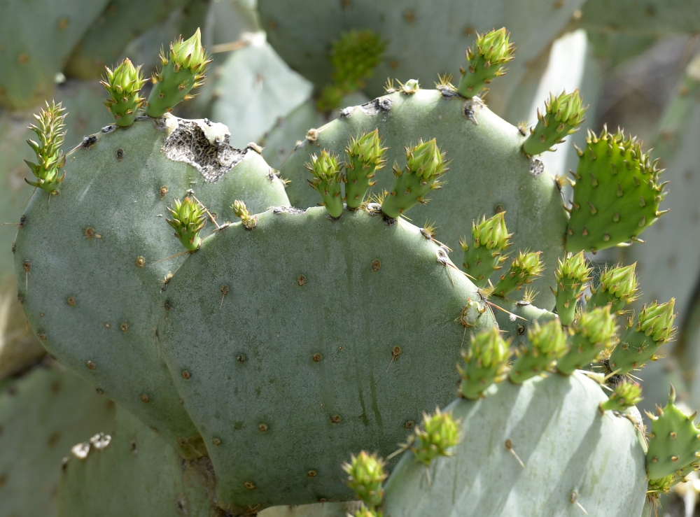 cactus plant 796a - Classroom Clip Art