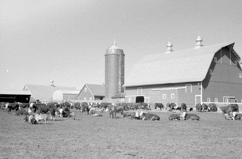 Cattle of Iowa corn farm Grundy County Iowa 1940 Classroom Clip Art