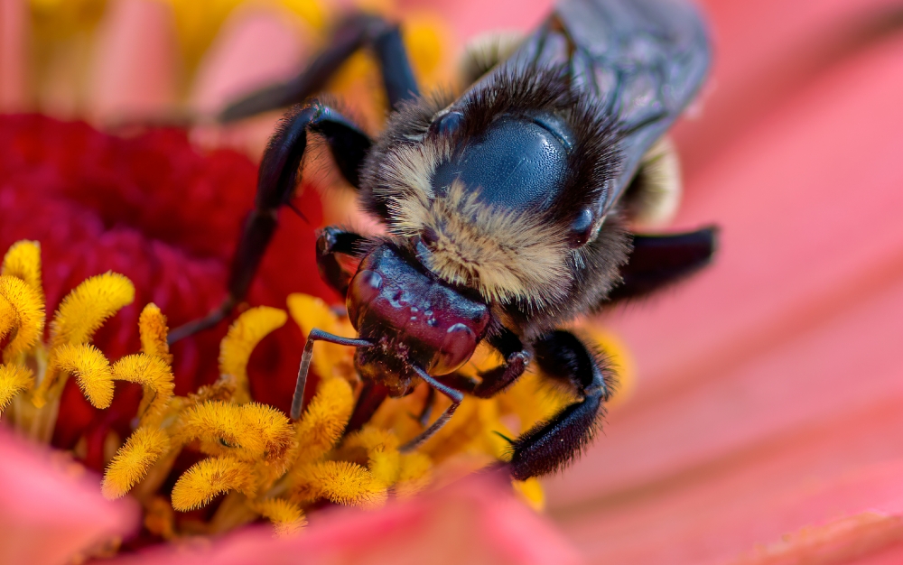 closeup bee sucking droplets of nectar with their probosci Classroom