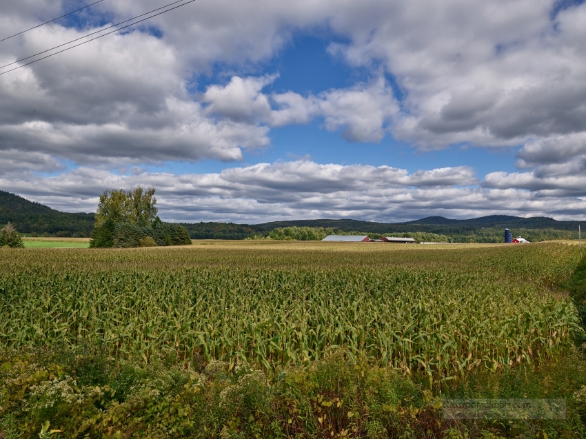 Cornfield near Fairfax Vermont Classroom Clip Art