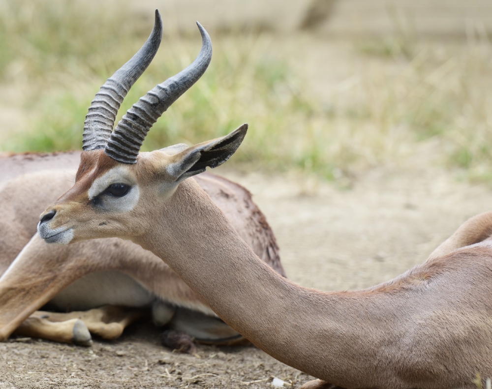 Antelope Photos gerenuk 1352A