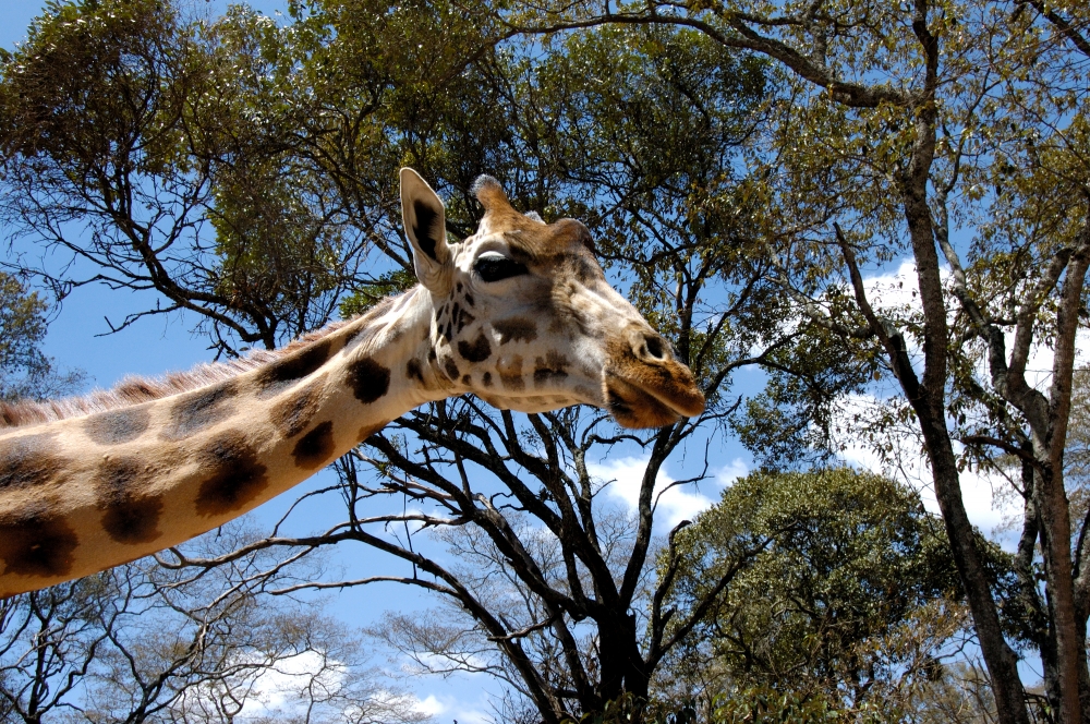 Giraffe Center Nairobi Kenya - Classroom Clip Art