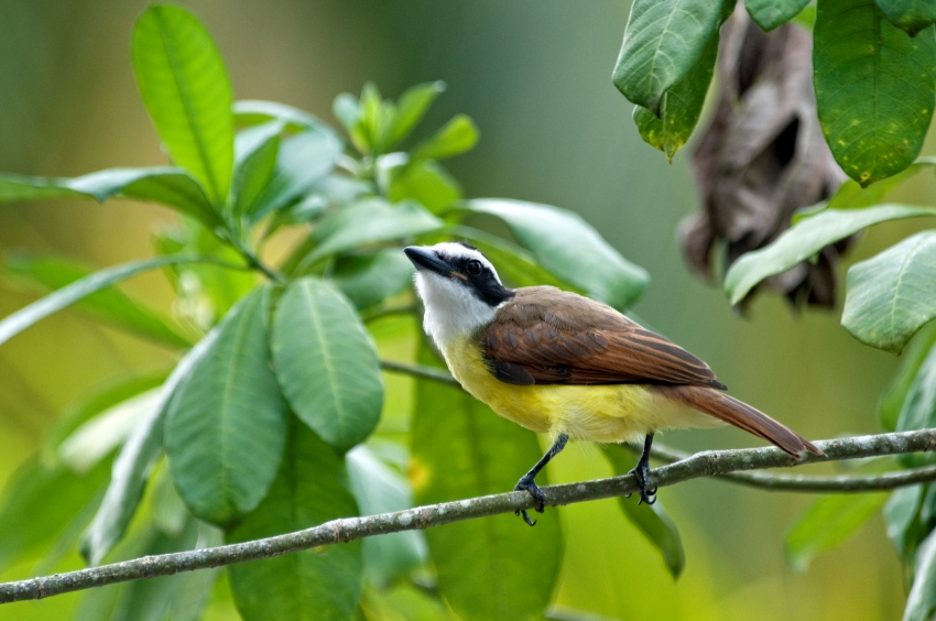 Great Kiskadee Bird - Classroom Clip Art