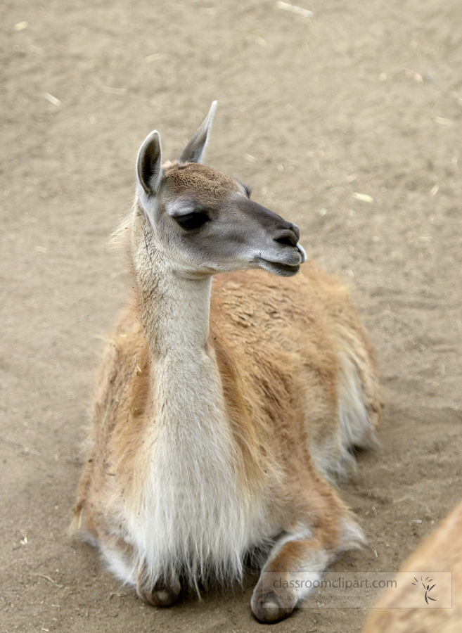 guanaco face side view closeup - Classroom Clip Art