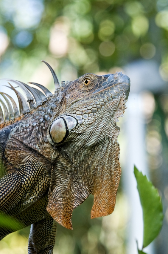 Iguana In Tree Costa Rica - Classroom Clip Art