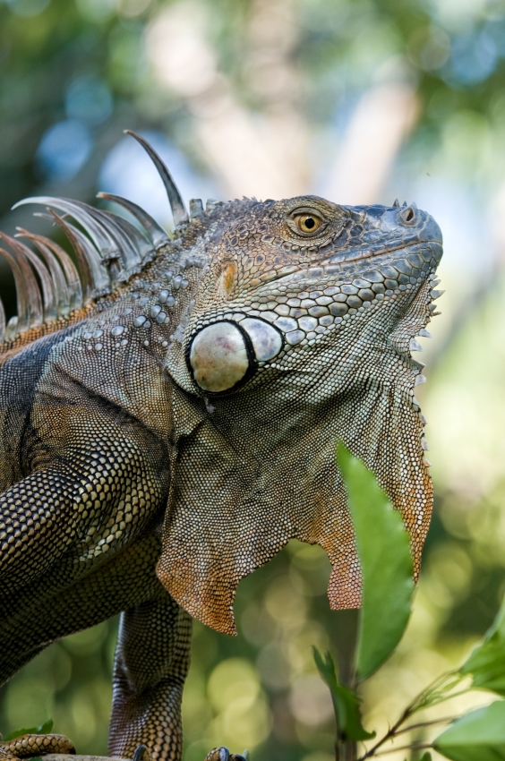 Iguana In Tree Costa Rica - Classroom Clip Art