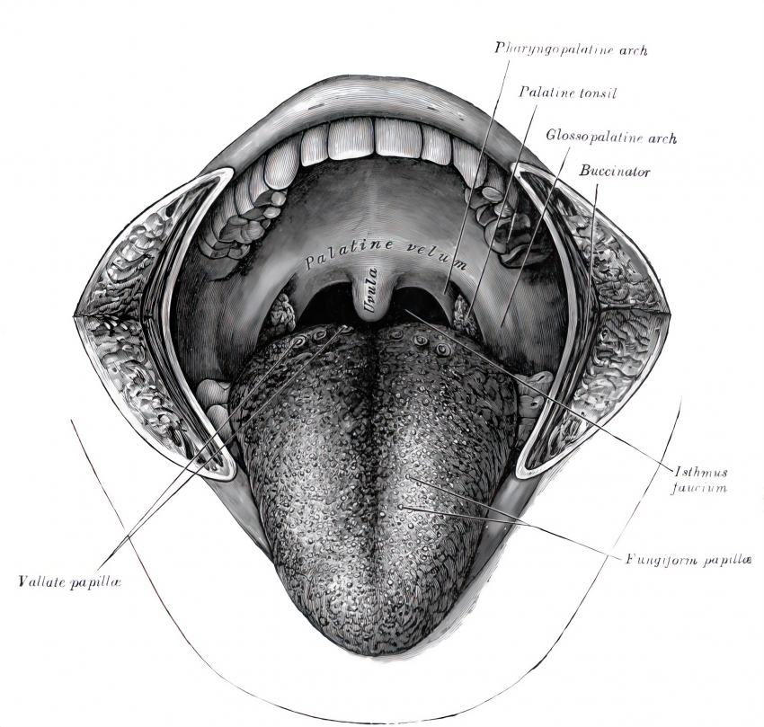 mouth cavity human anatomy Classroom Clip Art