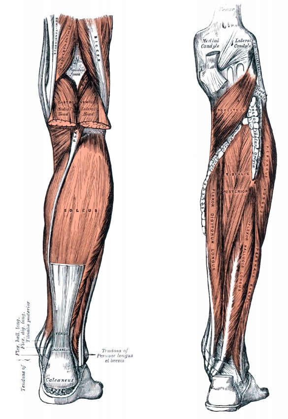 muscles of the back leg deep layer human anatomy - Classroom Clip Art