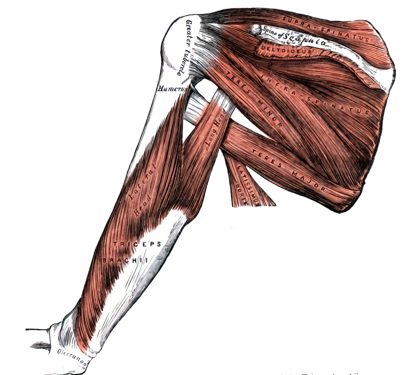 Muscles of the left forearm human anatomy - Classroom Clip Art