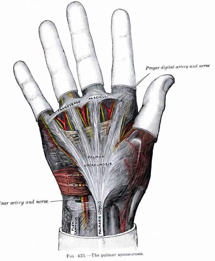 Muscles of the gluteal and posterior femoral region human anatomy 