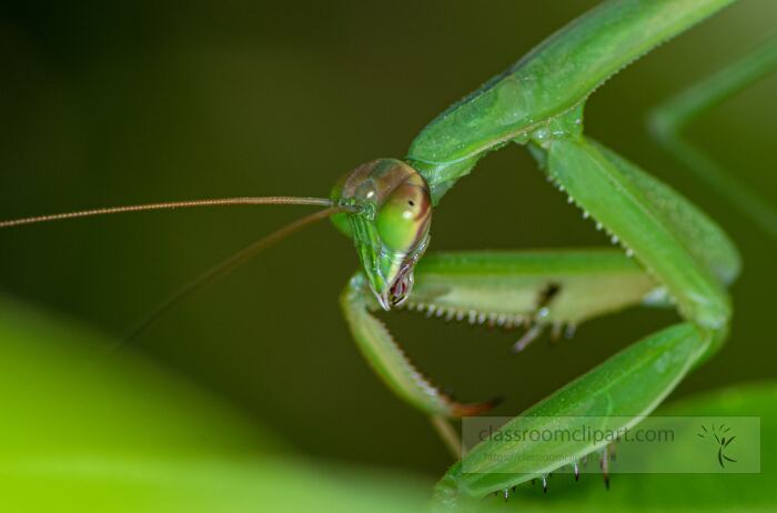 praying mantis closeup of mouth Classroom Clip Art