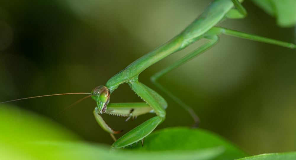 praying mantis moving around plant - Classroom Clip Art