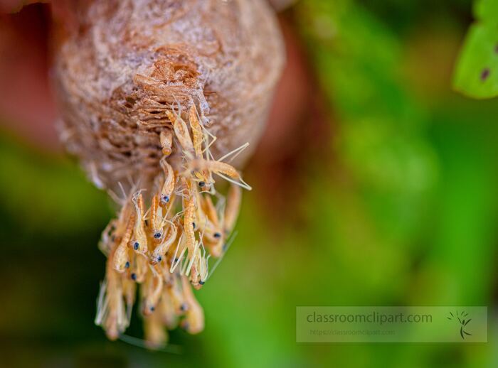 praying mantis nymphs attached to ootheca Classroom Clip Art
