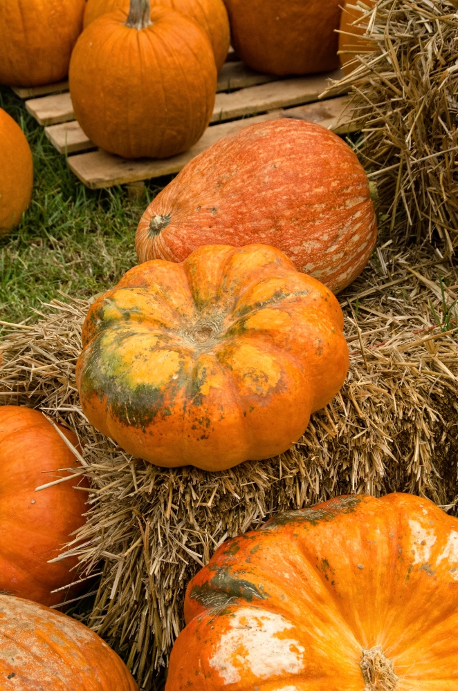 Pumpkins on Straw Bales Classroom Clip Art