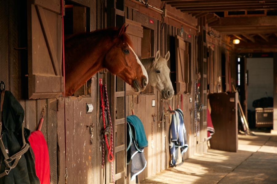 Riding horses await a morning workout at a stable at Madeira Sch ...