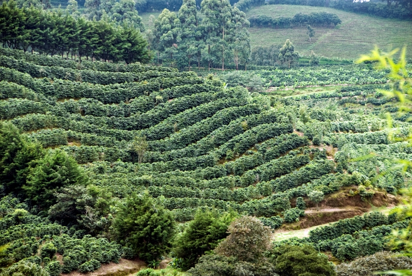 Rows of Coffee Plants - Classroom Clip Art