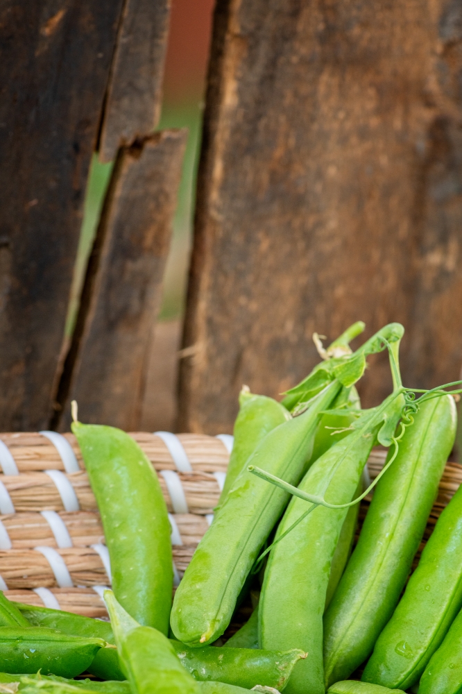 shot of ripe freshly picked pea pods Classroom Clip Art