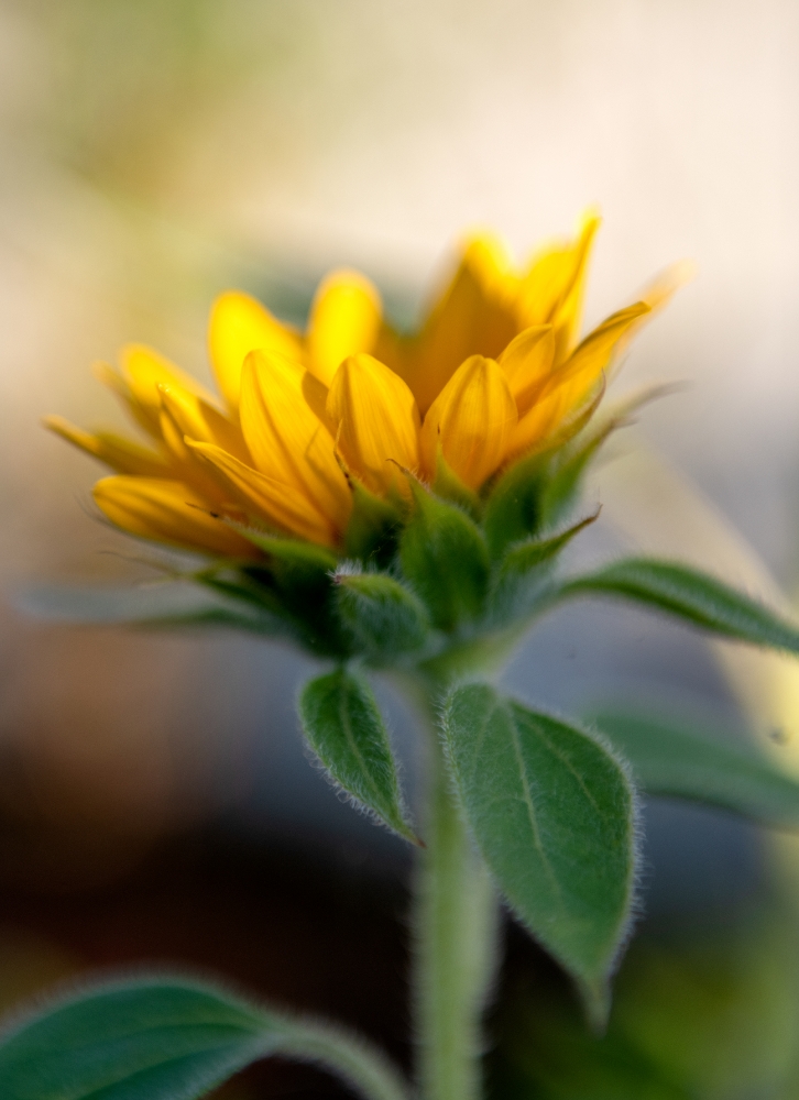 Plant Photos - side view sunflower during sunset photo 05456A