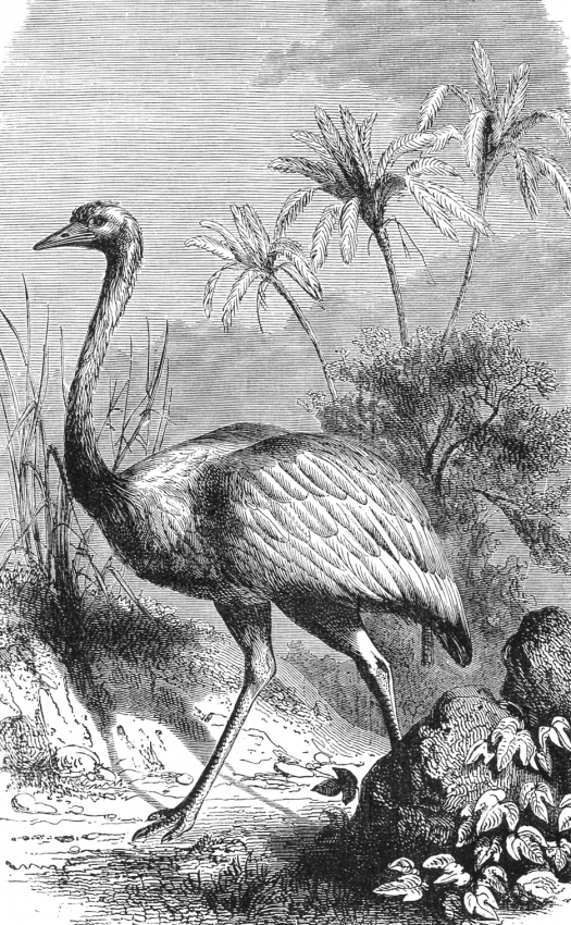 South American Rhea or Ostrich - Classroom Clipart