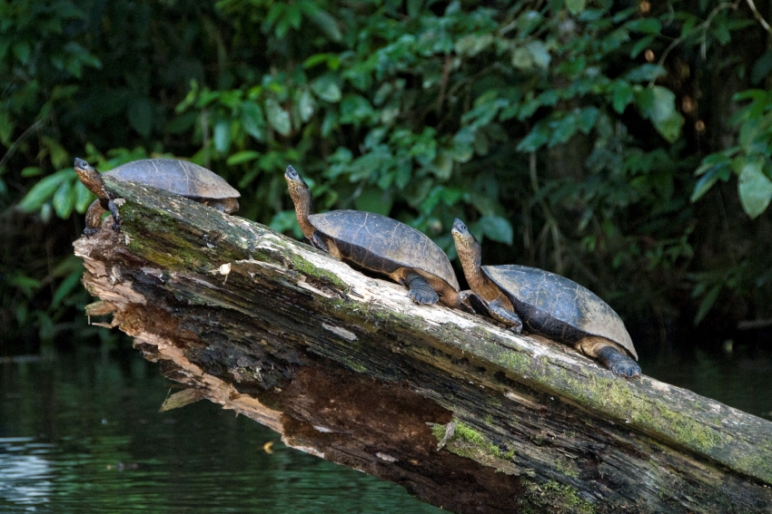 Costa Rica-Three Turtles On Logs