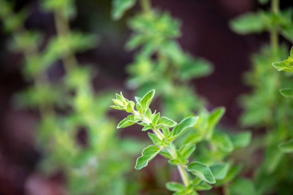 Plant Photos thyme plant growing in garden photo 937