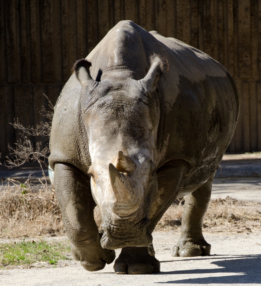 white rhinoceros front view - Classroom Clip Art