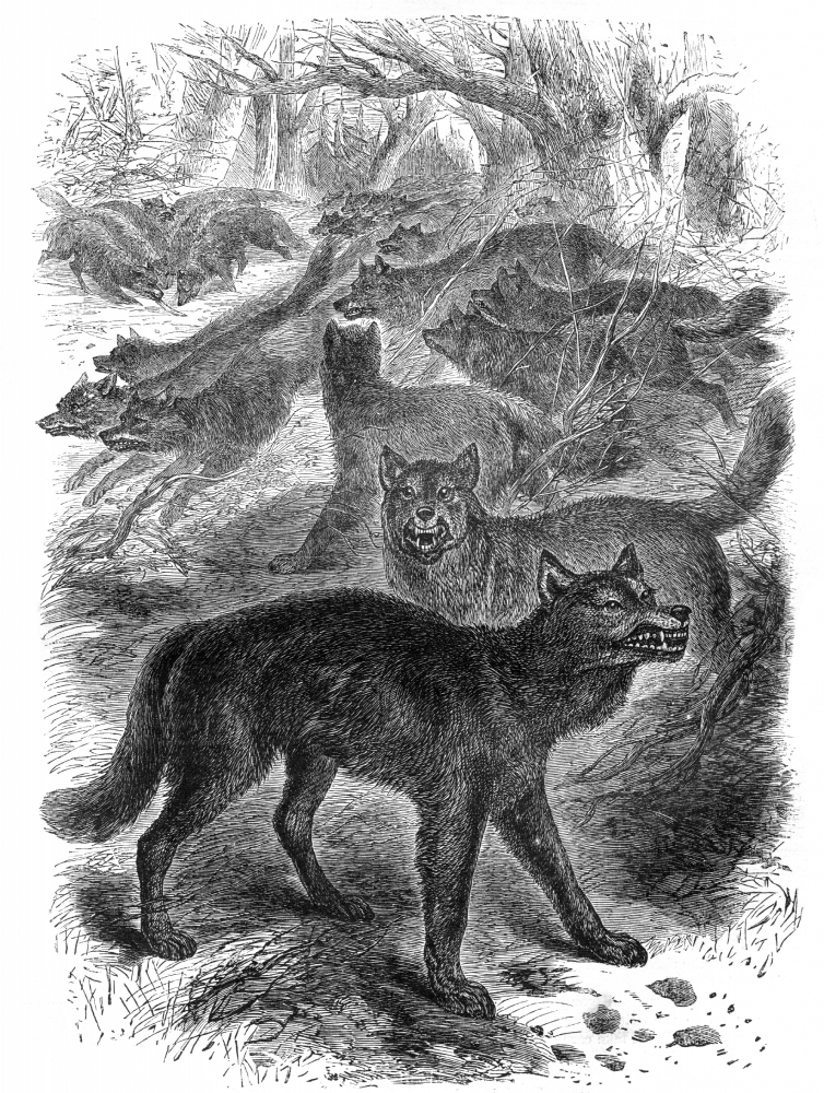 History Illustrations - wolf historical illustration