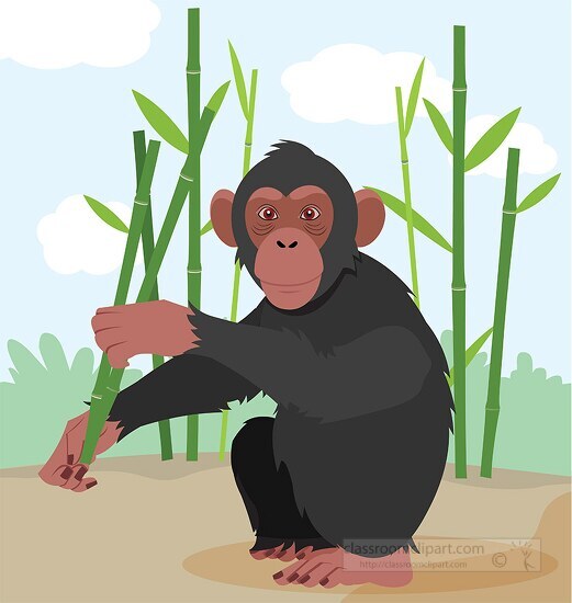 Chimpanzee sitting on hind legs holding bamboo in hands clipart