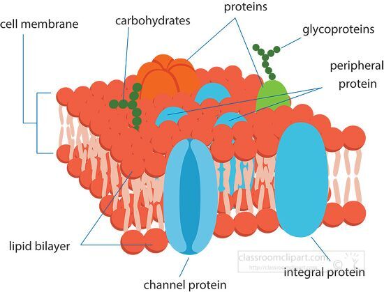 cross section of a cell membrane clipart - Classroom Clip Art