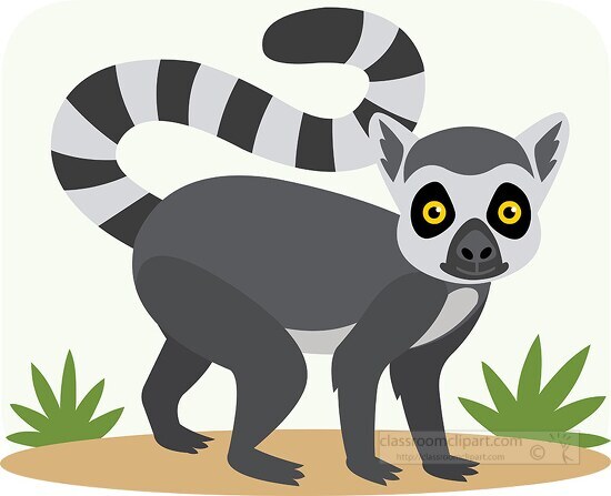 cute large eyed long tail lemur from madagascar clipart