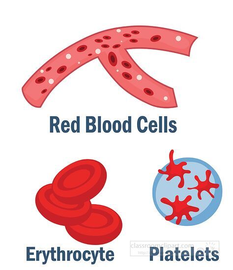 Anatomy Clipart-red white blood cells set science clipart