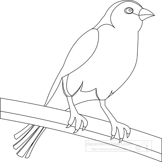 Free yellow canary bird black white outline clipart - Classroom Clipart