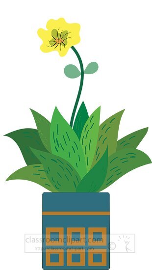 succulent plant in flower pot
