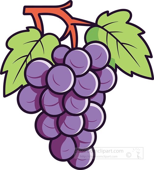 sweet fresh grapes with leaf and stem clip art