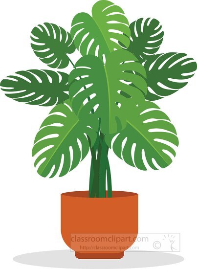 Swiss Cheese philodendron House Plant Clipart