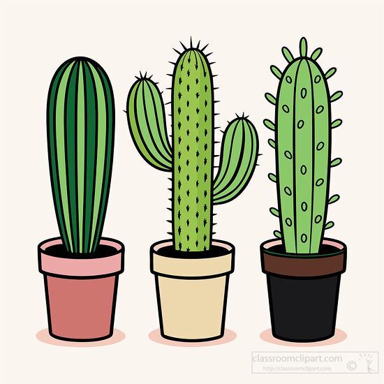 three different tall desert cactus plants growing indoor pots white background clipart