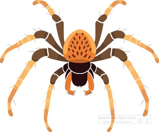 tarantula large venomous spider vector illustration