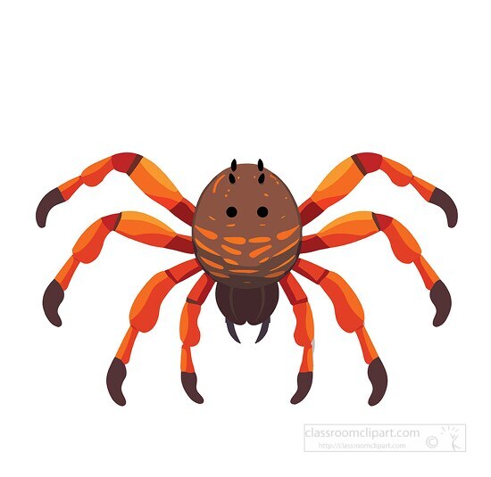 tarantula spider vector 2
