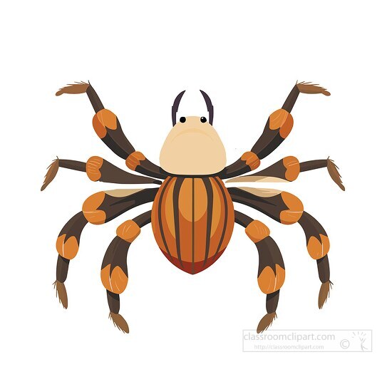 tarantula spider vector